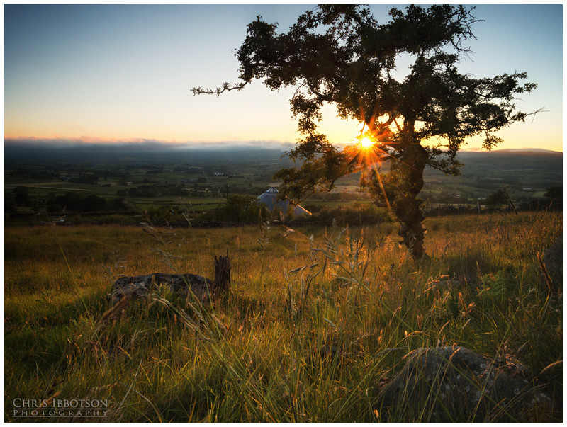 St. Patrick's Lonely Tree