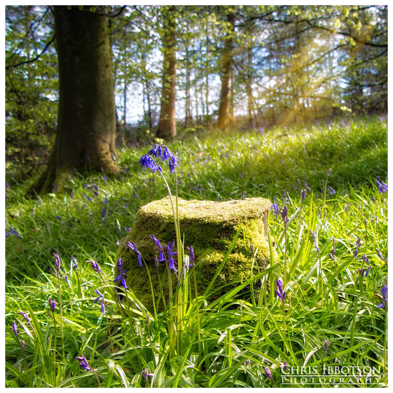 The Bluebells, Portglenone Forest