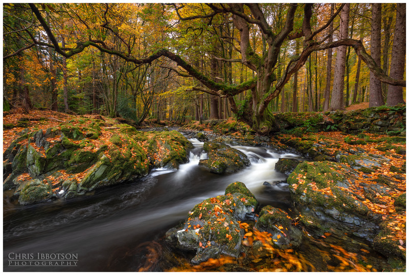 Guardian of the Forest, Tollymore