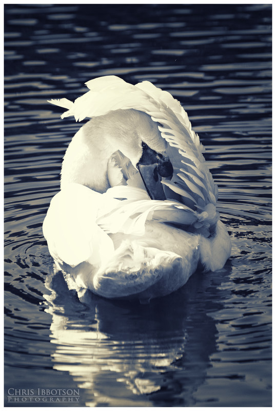 Swan Lake, Mount Stewart Gardens