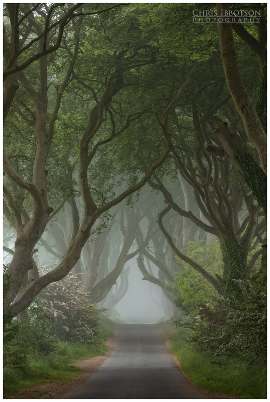 Summer Morning Mist, The Dark Hedges