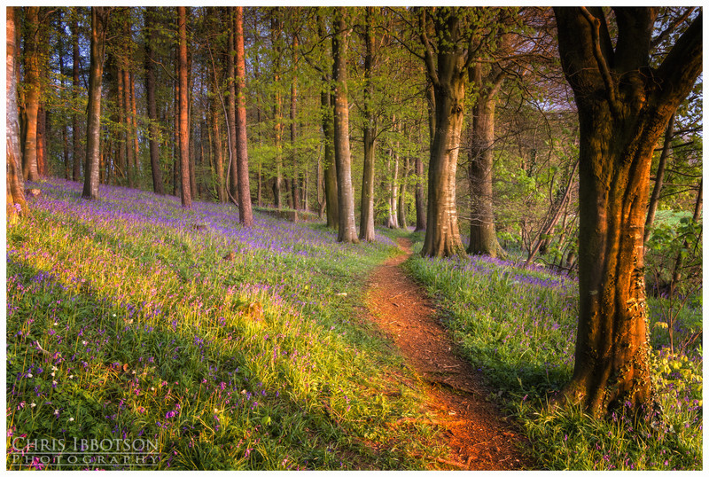 Portglenone Forest Park