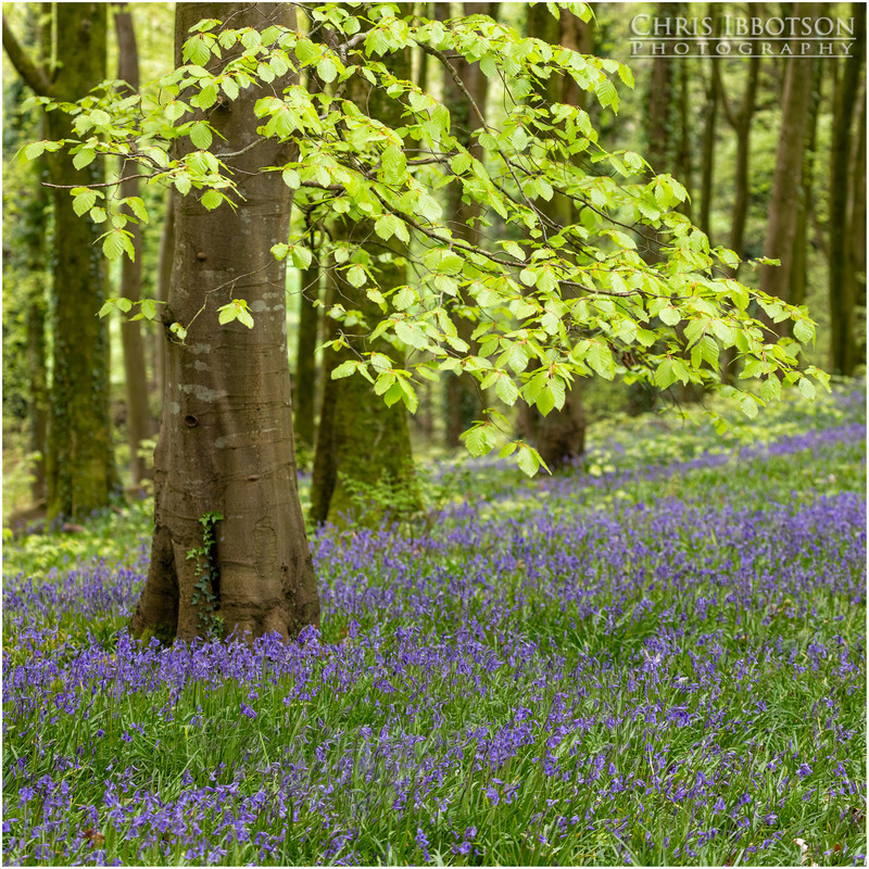 The Bluebell Tree, Portglenone