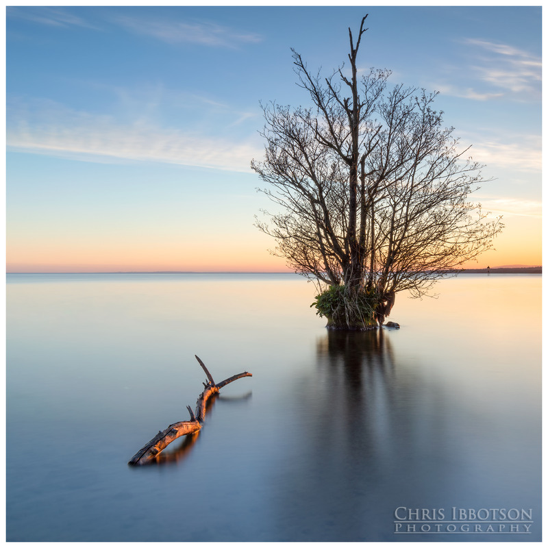 The Fallen Branch Lough Neagh