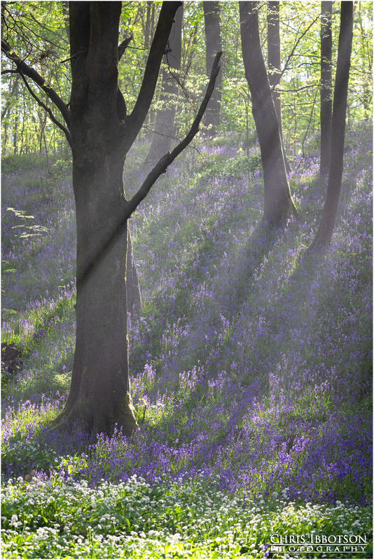 Misty Bluebells, Portglenone Forest