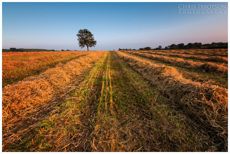 The Road to the Lonesome Tree