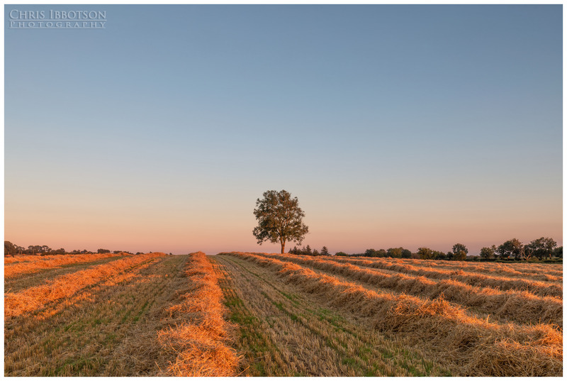 The Harvest Tree