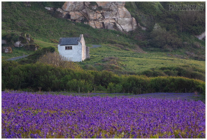 The Bluebells, White Park Bay