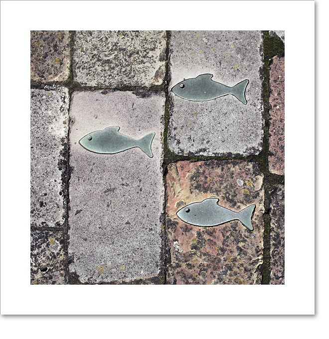 Little fish III
