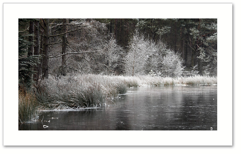 Whitewood, Devilla Forest, Fife