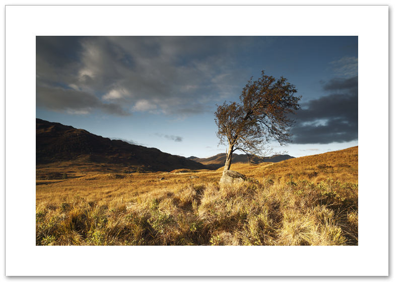 Tree of Arklet, Loch Arklet, Loch Lomond and the Trossachs National Park