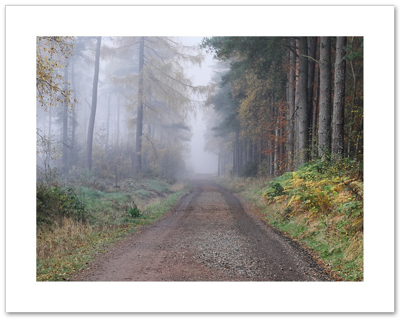 Avenue, Devilla Forest, Fife
