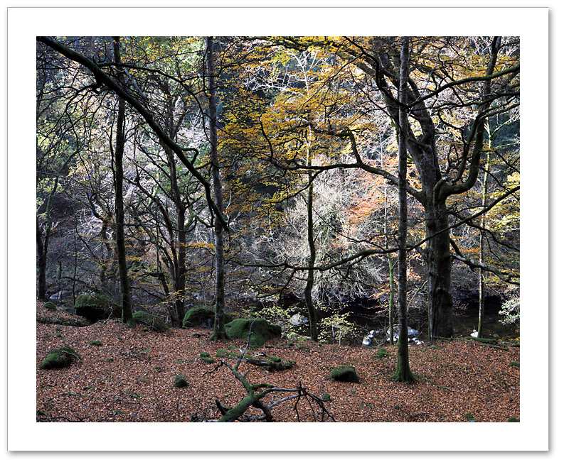 Spooky ♦ THE HERMITAGE