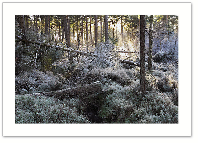 Bridges, Devilla Forest, Fife
