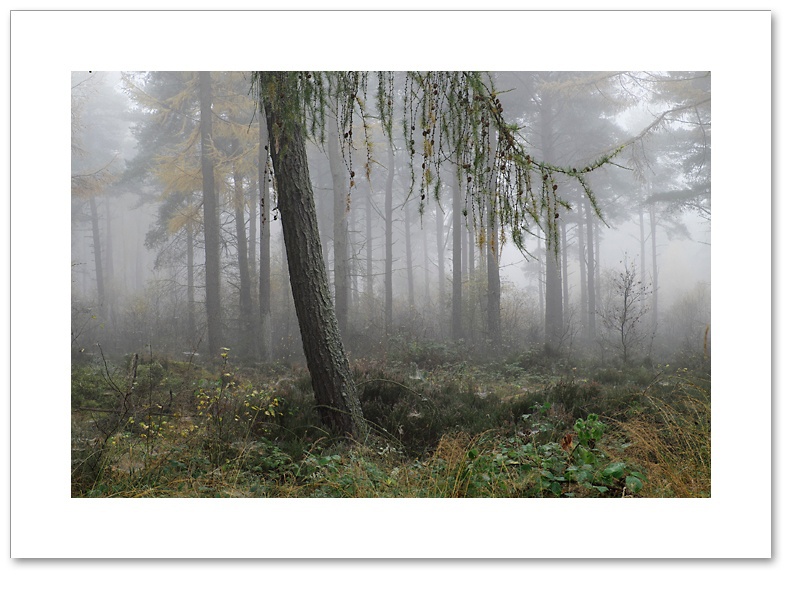 Gravity, Devilla Forest, Fife