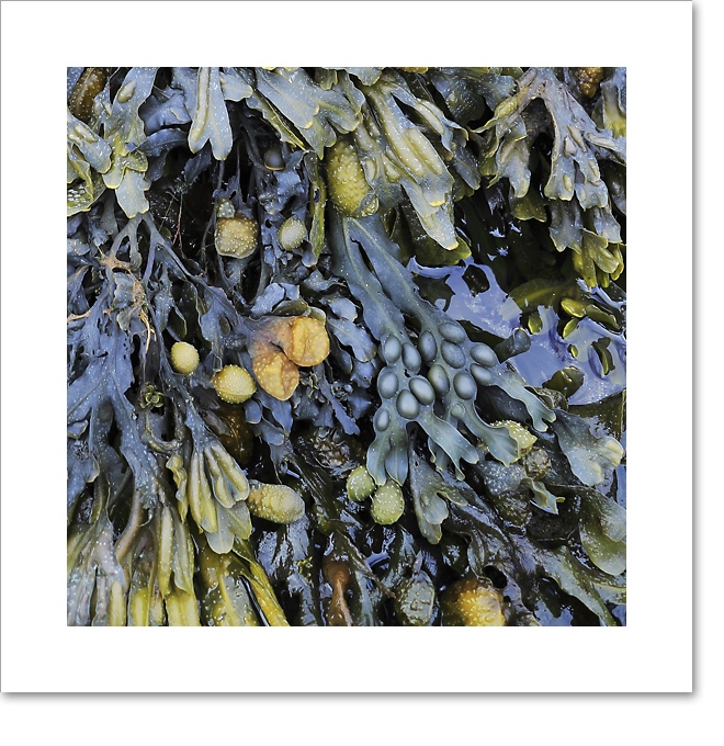 Seaweed II