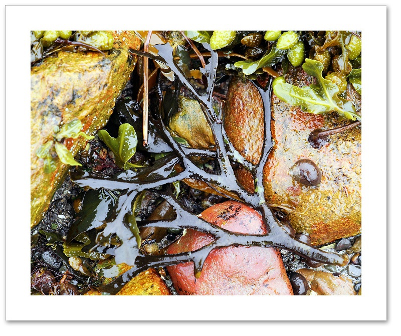 Seaweed VI