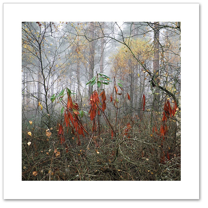 Green on Red, Devilla Forest, Fife