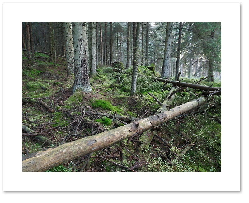 Pick Up Sticks, THrunton Wood, Northumberland