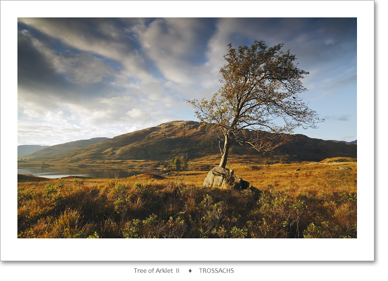 Tree of Arklet II, Loch Arklet, Loch Lomond and the Trossachs National Park