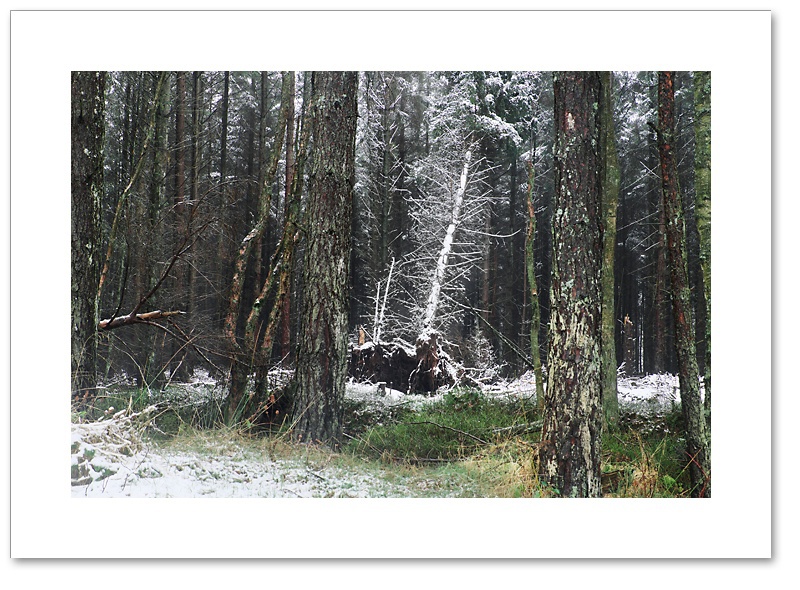 Sparkler, Devilla Forest, Fife