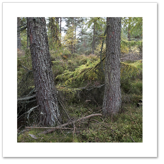 Within, Devilla Forest, Fife