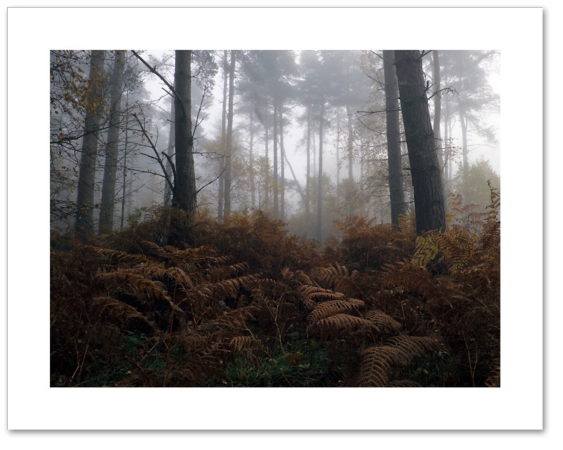 In My Time of Dying, Devilla Forest, Fife