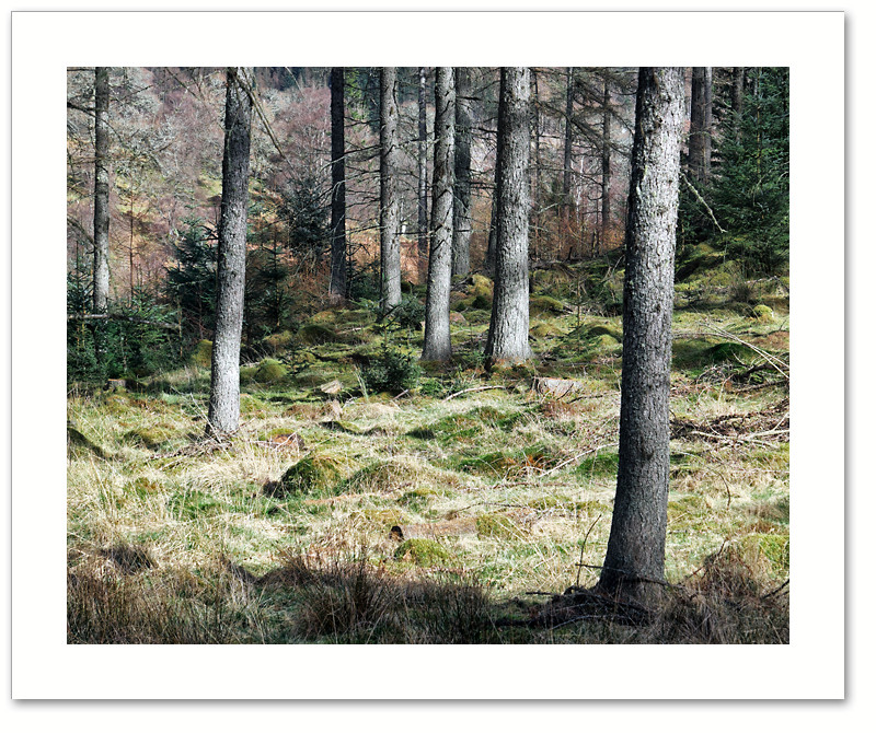 Recession, Atholl Woods, Perthshire