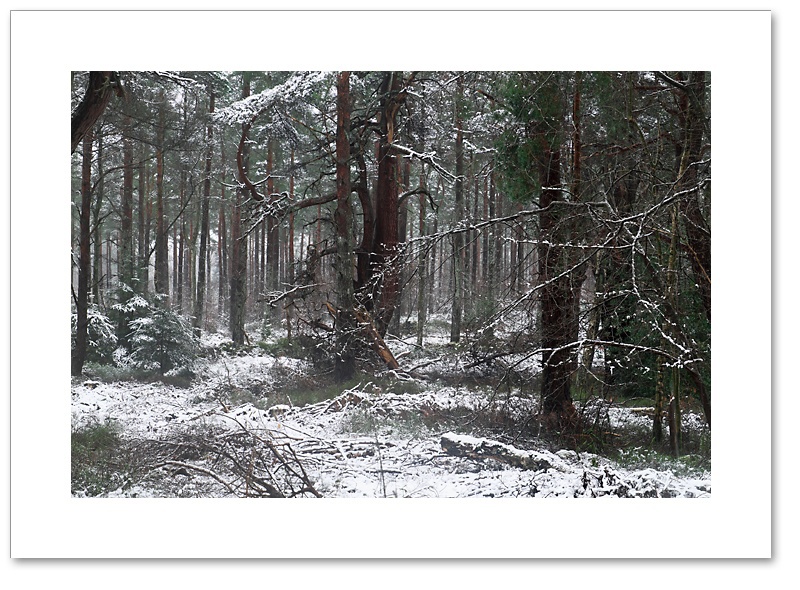 Red on White, Devilla Forest, Fife