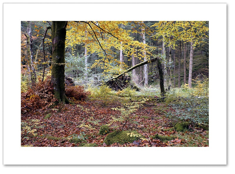 Broken, The Hermitage, Dunkeld, Perthshire