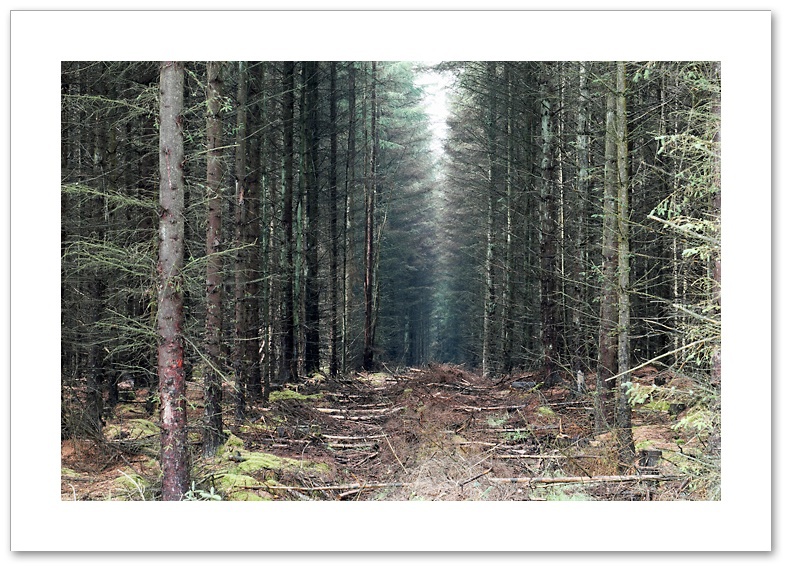 Firebreak, Devilla Forest, Fife