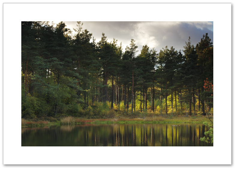 Bordie Loch, Devilla Forest ,Fife