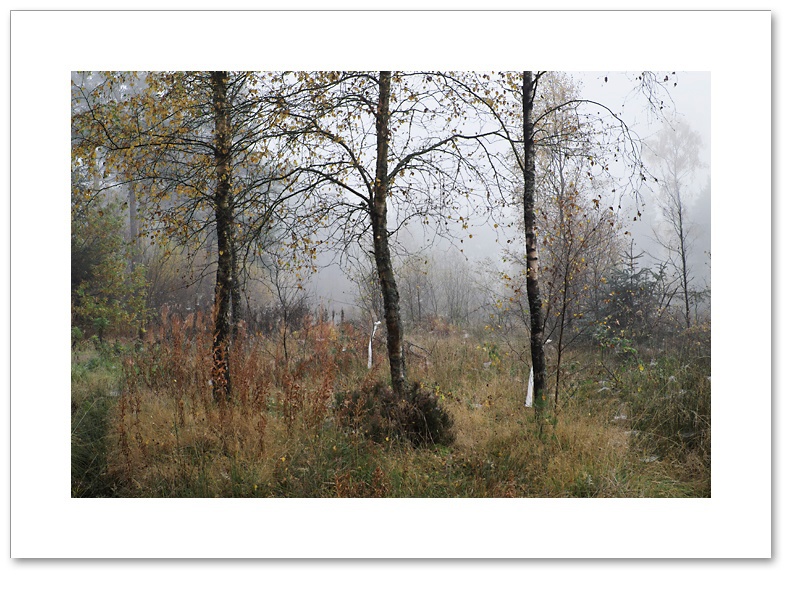Surrender, Devilla Forest, Fife