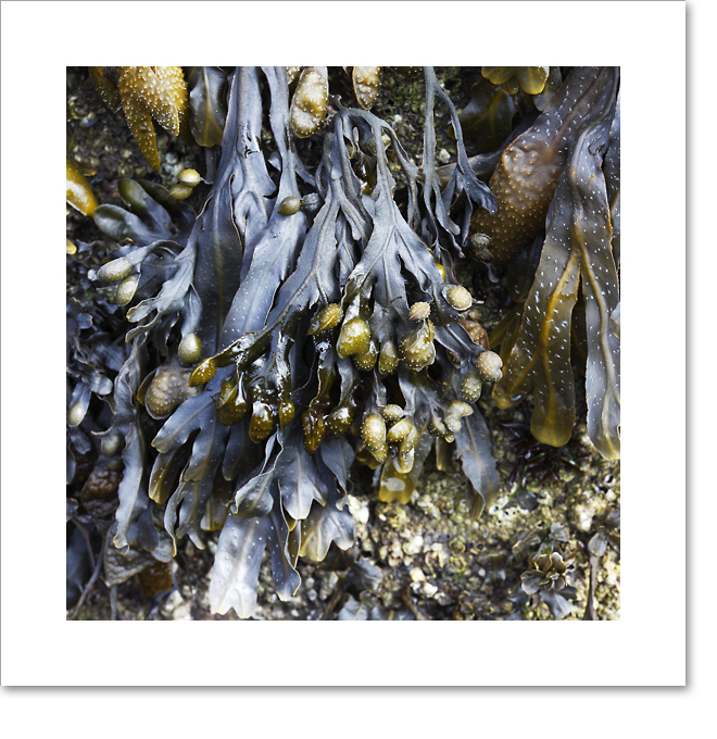 Seaweed III