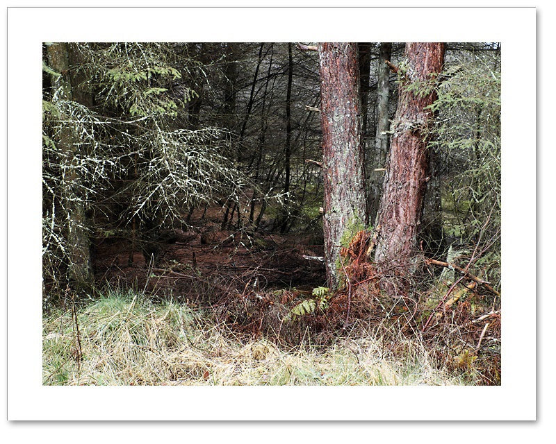 No. 5, Devilla Forest, Fife