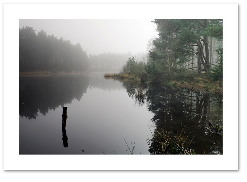 Bordie Mists, Devilla Forest, Fife