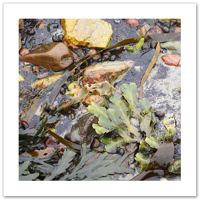 Seaweed IV