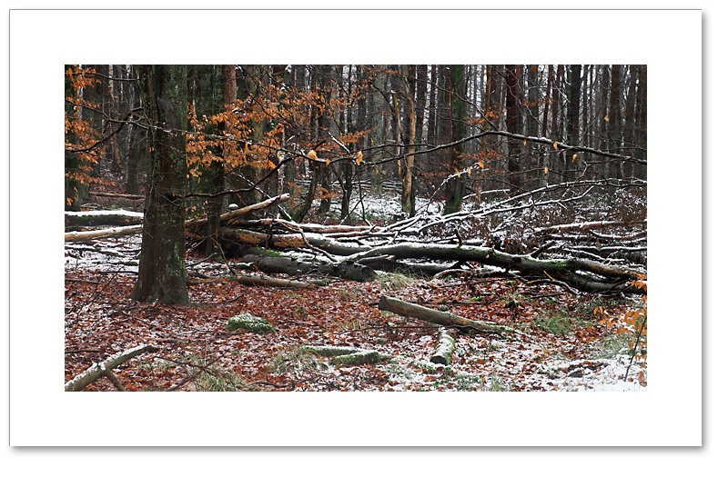 Xmas logs, Devilla Forest, Fife