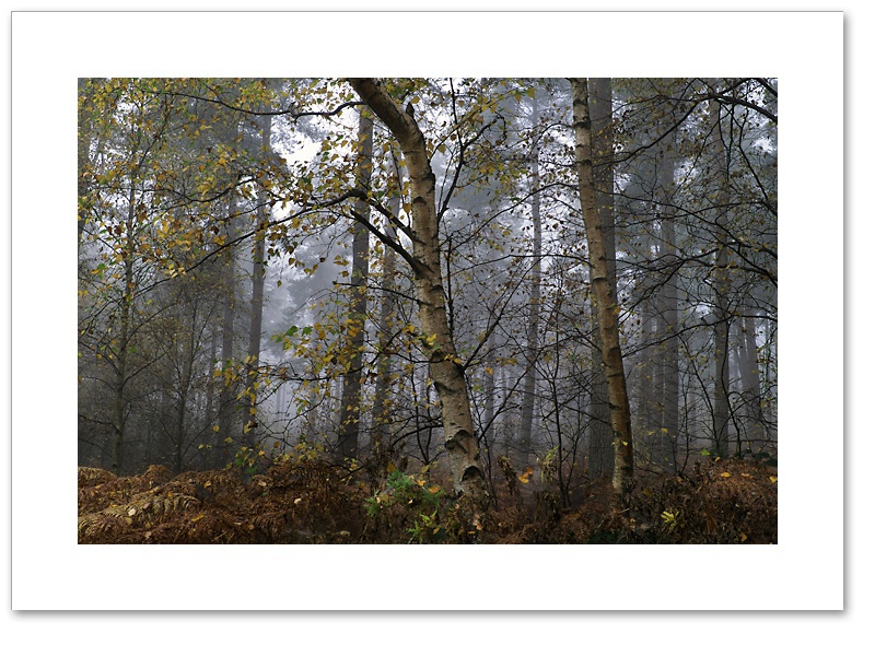Speckled, Devilla Forest, Fife
