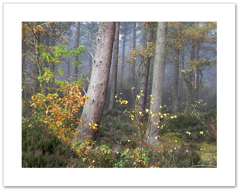 Bend, Devilla Forest, Fife