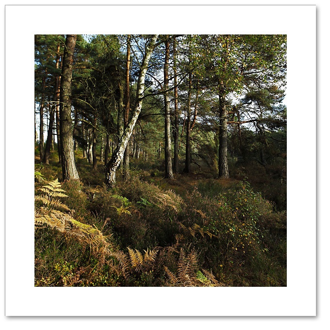Shades of Autumn, Devilla Forest, Fife