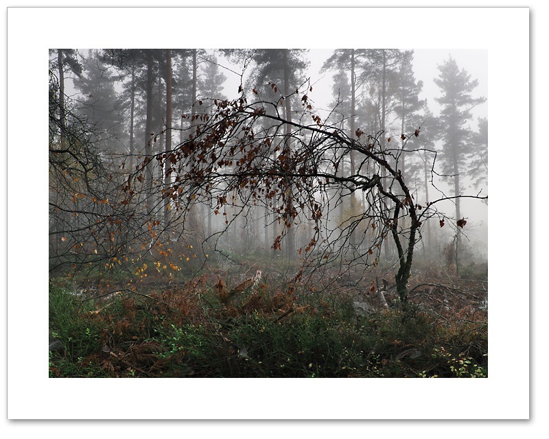 Withering Heights, Devilla Forest, Fife