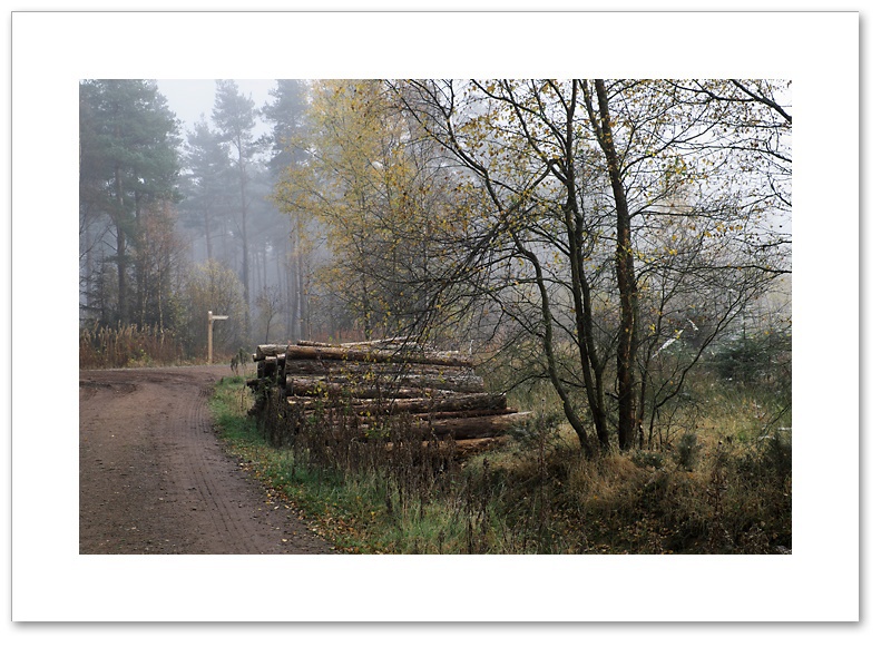 This Way, Devilla Forest, Fife