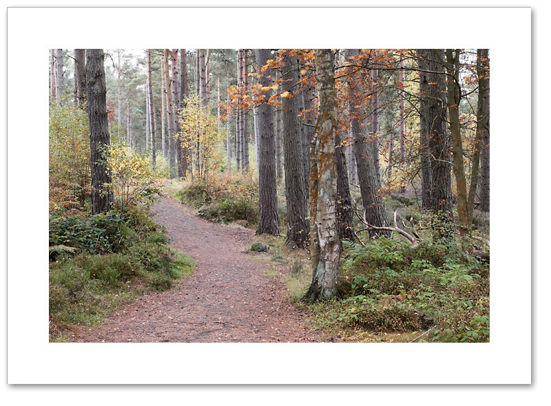 Path, Devilla Forest, Fife