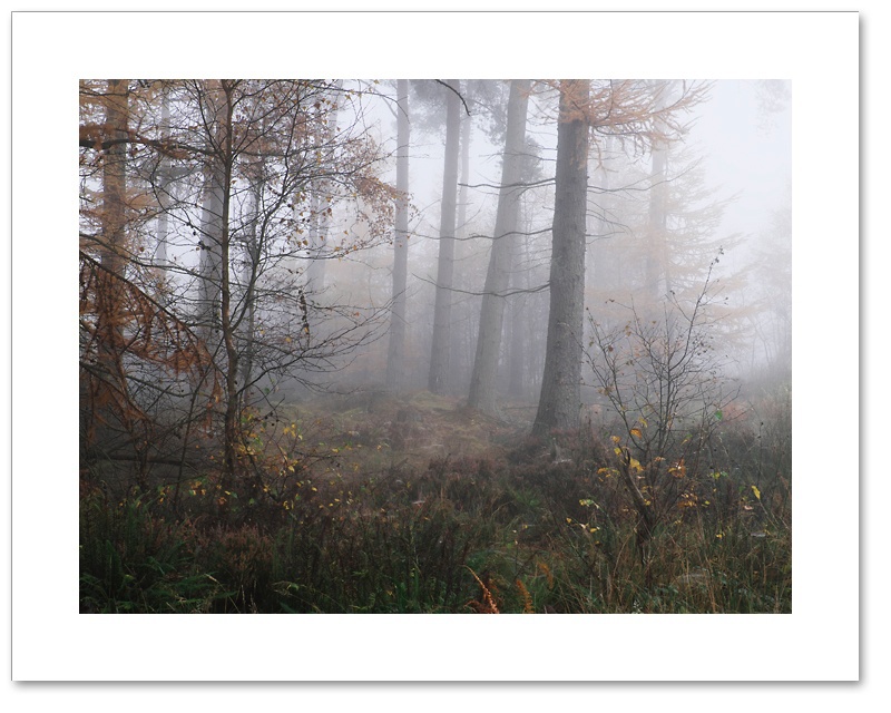 Four of a Kind, Devilla Forest, Fife
