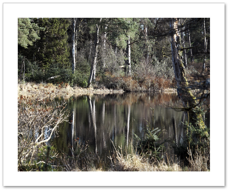 Swamp, cally Loch, Atholl Woods, Perthshire
