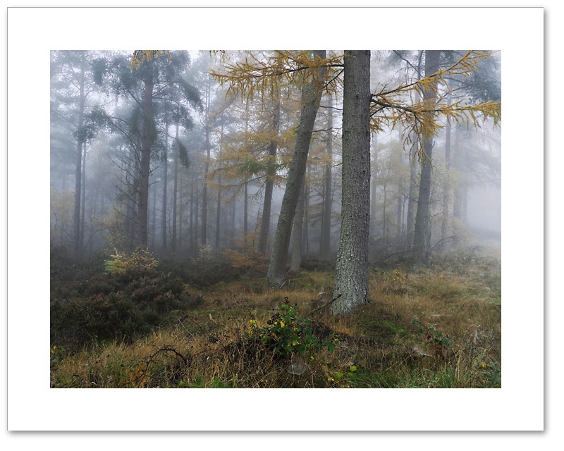Edge, Devilla Forest, Fife