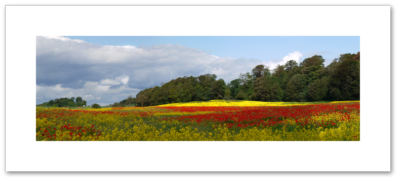 Poppies and rape seed, Pattiesmuir, Fife