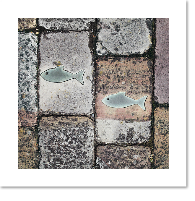 Little fish II