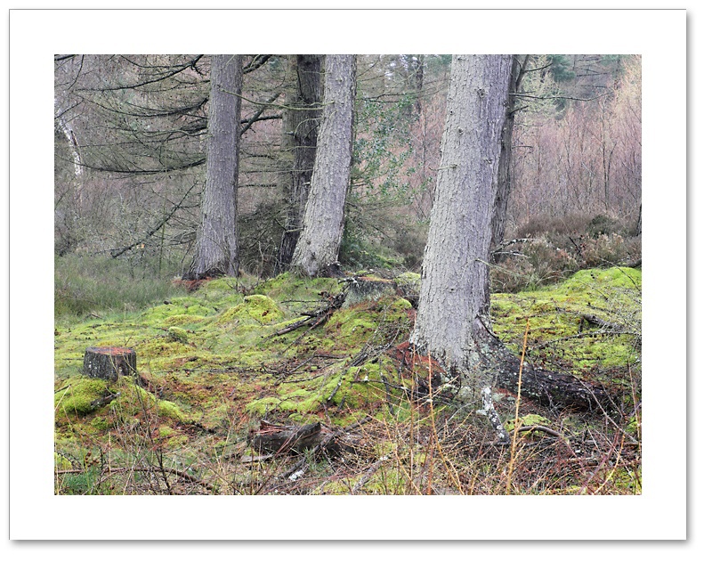 And Then There Were Three, Devilla Forest, Fife